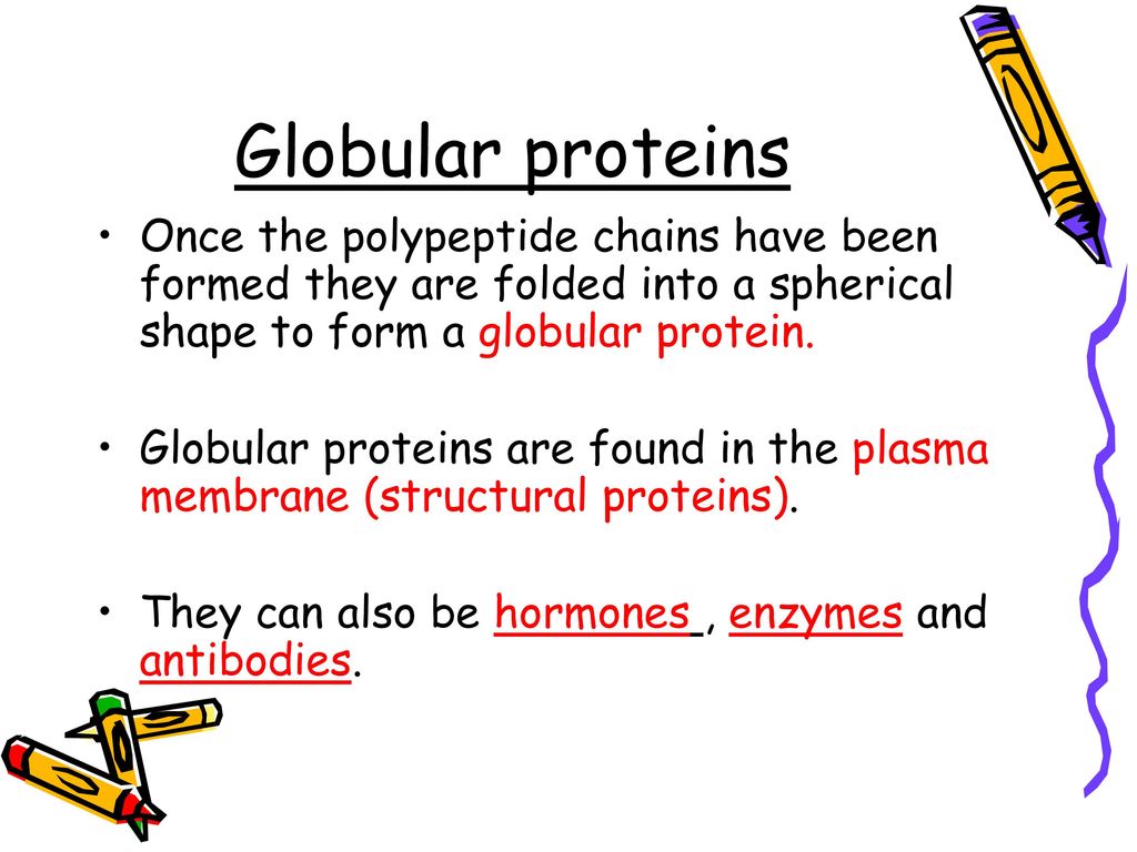 Globular proteins Once the polypeptide chains have been formed they are folded into a spherical shape to form a globular protein.