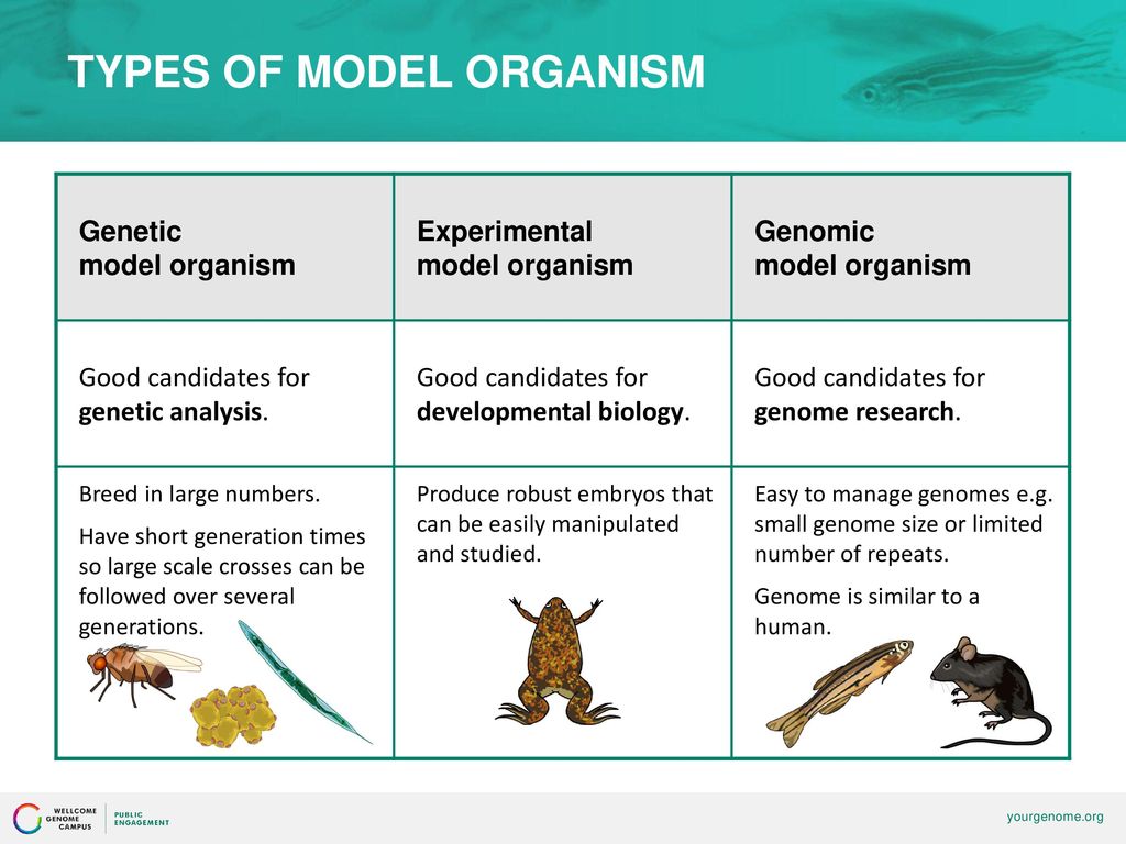 Model Organisms In Genetics Best Fleshlight Model