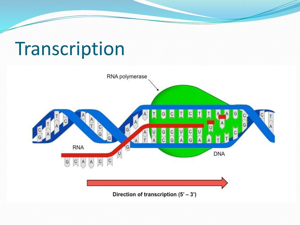 Механизм транскрипции. Синтез РНК. Механизм транскрипции РНК. Синтез РНК на матрице ДНК. Транскрипция молекулярная биология.