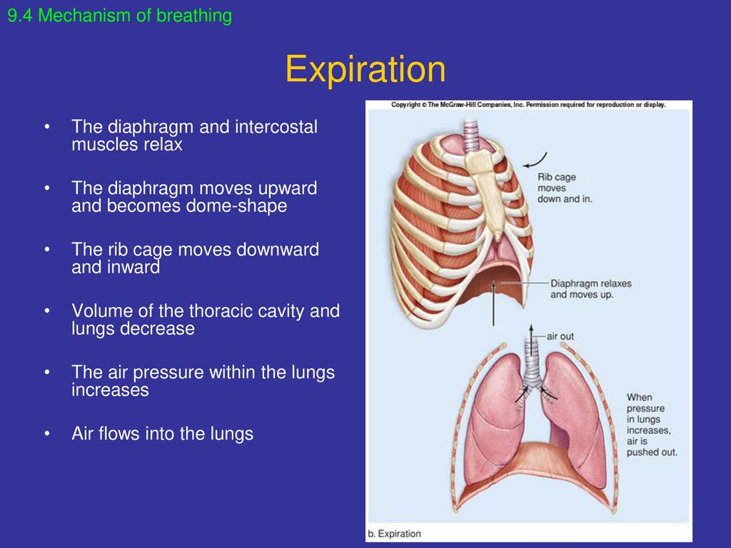 Chapter 9 Respiratory System. - ppt download