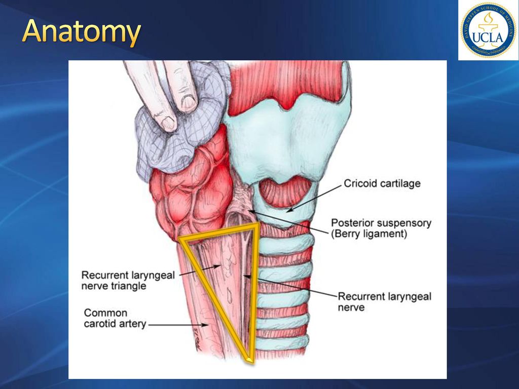 Chapter 124 Management Of Thyroid Neoplasms Ppt Download Chapter 124 Management Of Thyroid Neoplasms Ppt Download