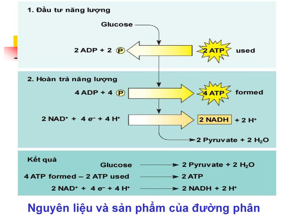 Nguyên liệu và sản phẩm của đường phân