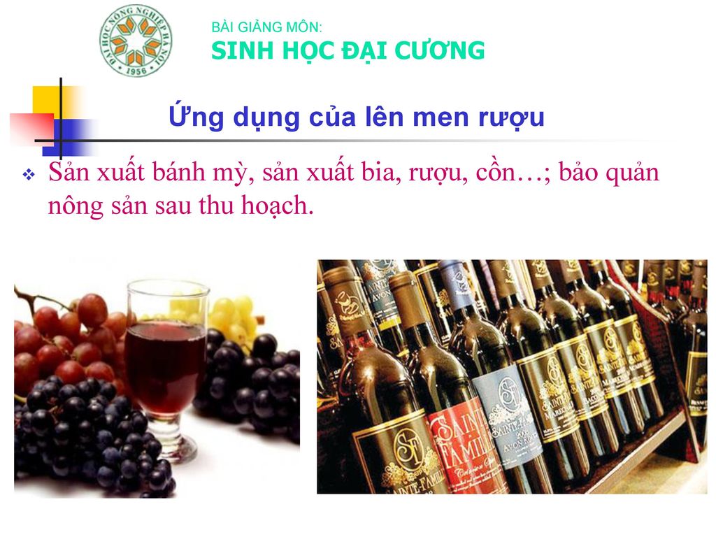 Ứng dụng của lên men rượu