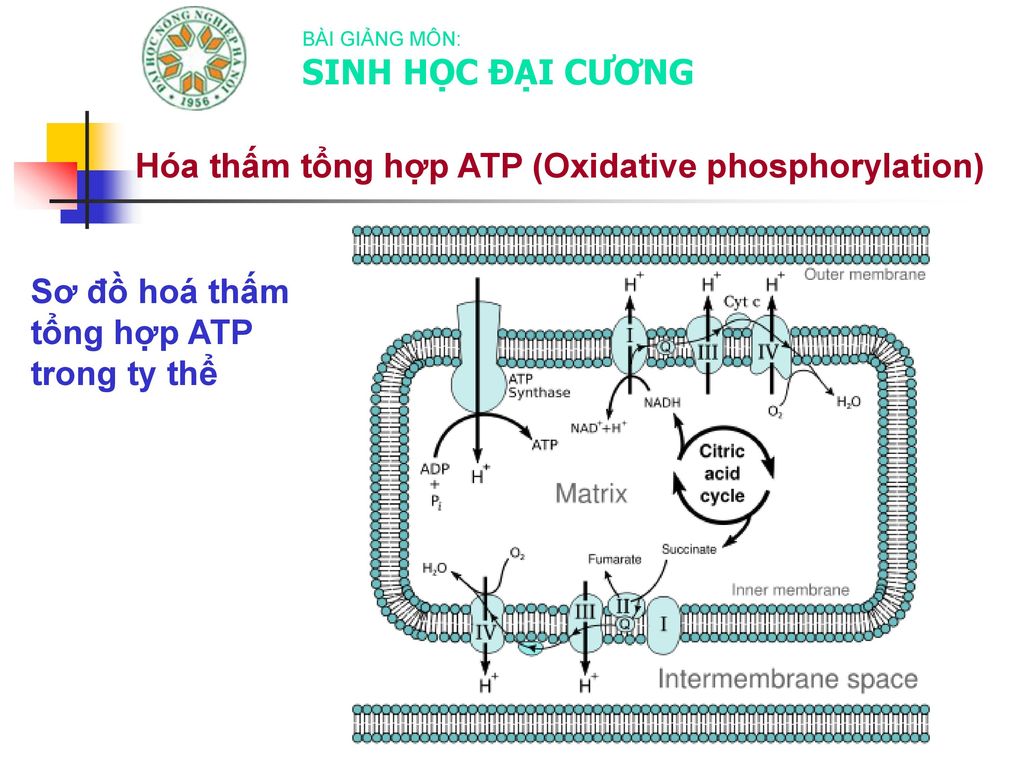 Hóa thấm tổng hợp ATP (Oxidative phosphorylation)