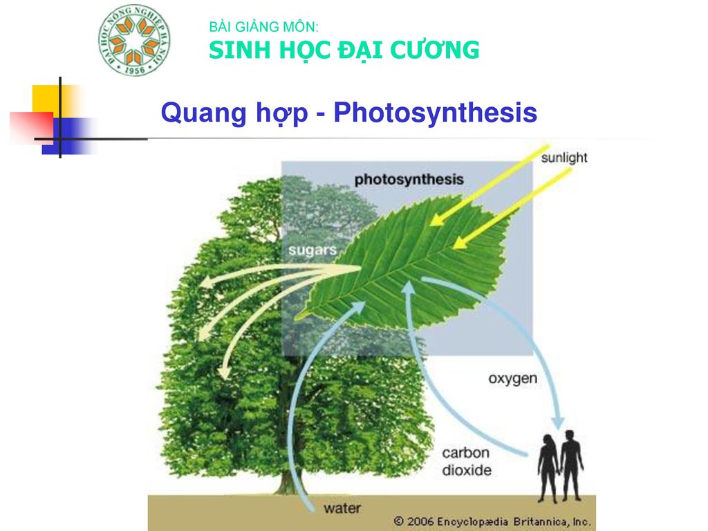 Quang hợp - Photosynthesis