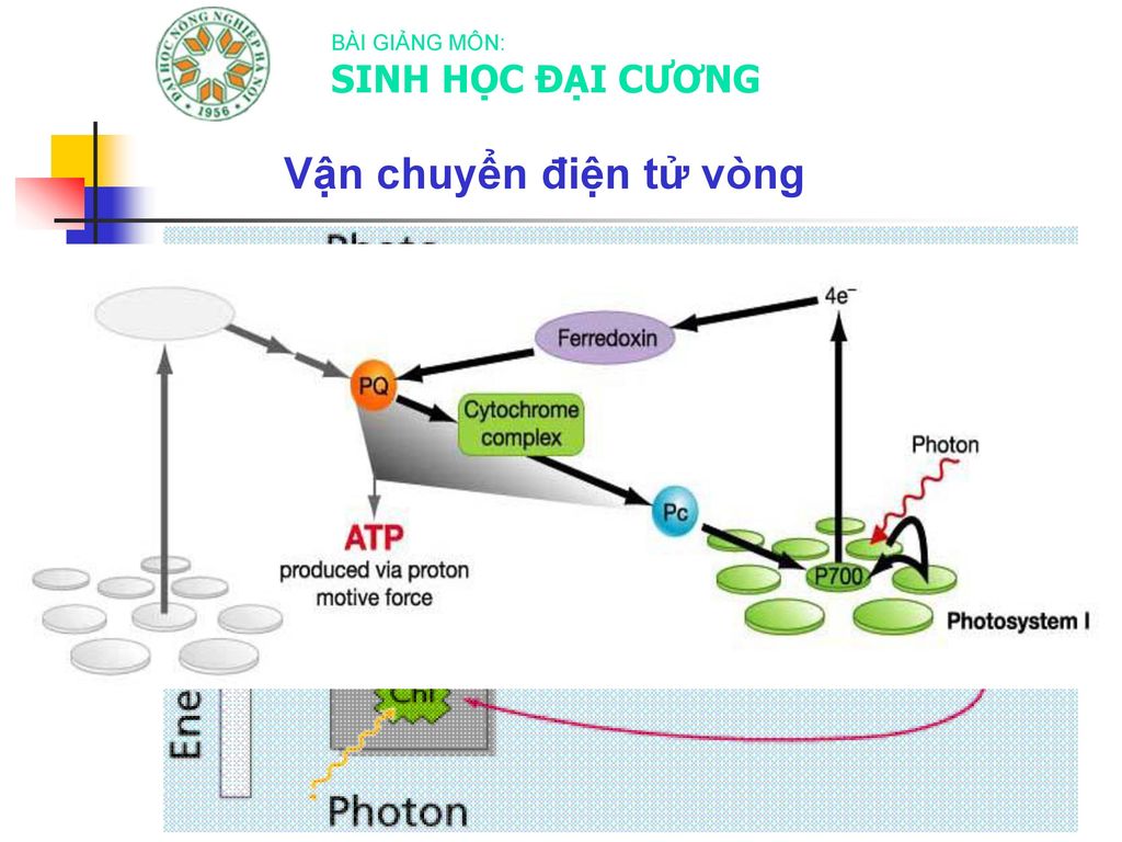 Vận chuyển điện tử vòng