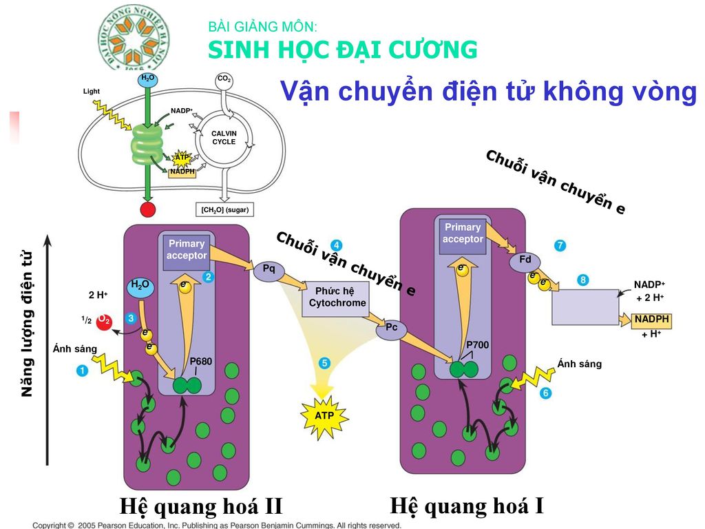 Vận chuyển điện tử không vòng