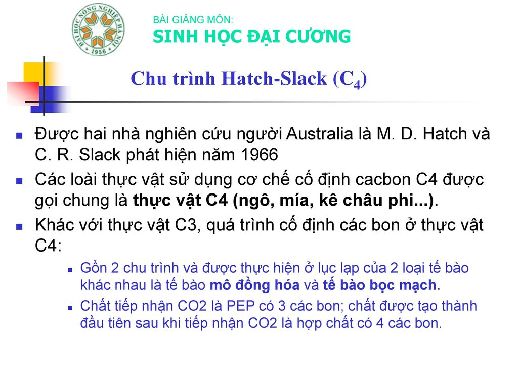 Chu trình Hatch-Slack (C4)