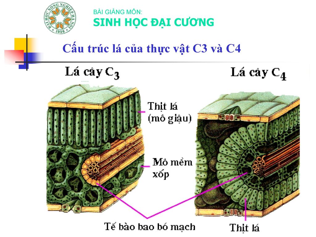 Cấu trúc lá của thực vật C3 và C4