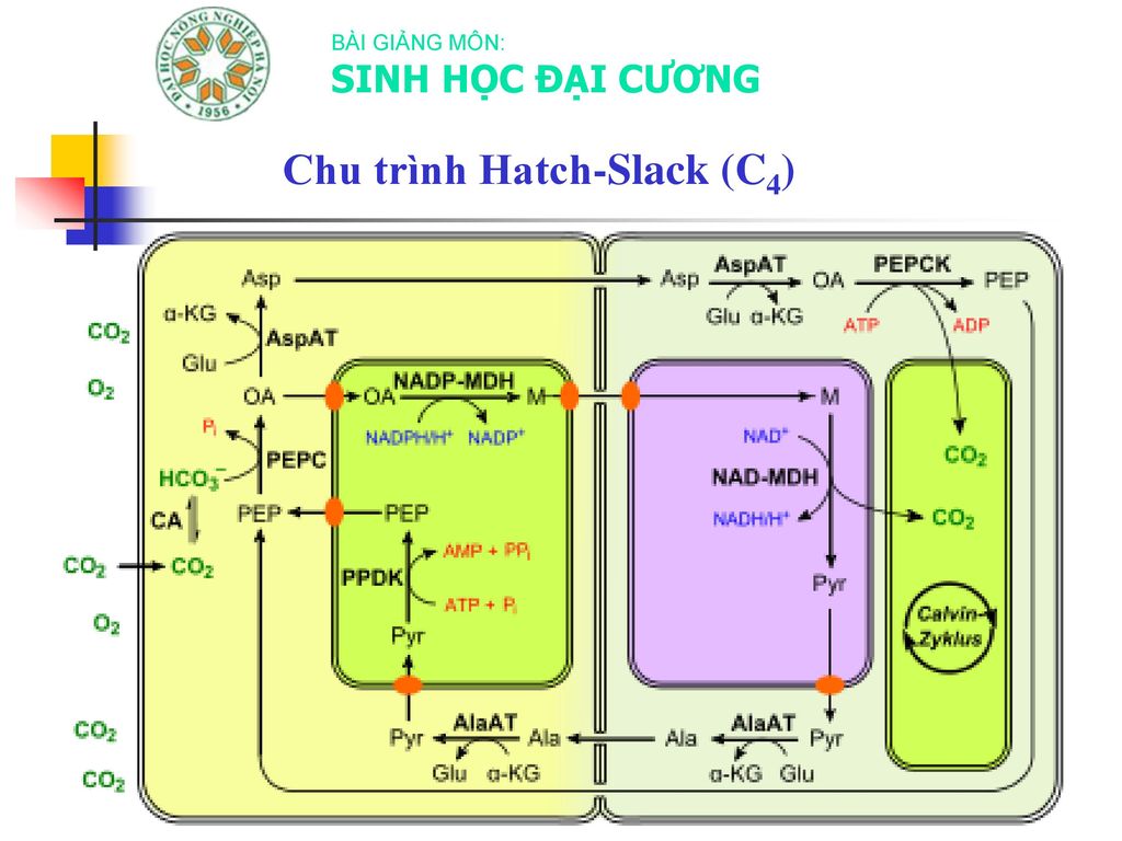 Chu trình Hatch-Slack (C4)