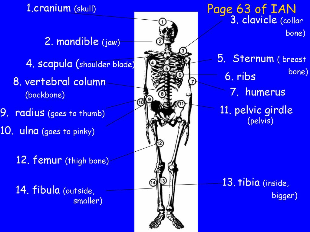 Page 63 of IAN 1.cranium (skull) 3. clavicle (collar 2. mandible (jaw)
