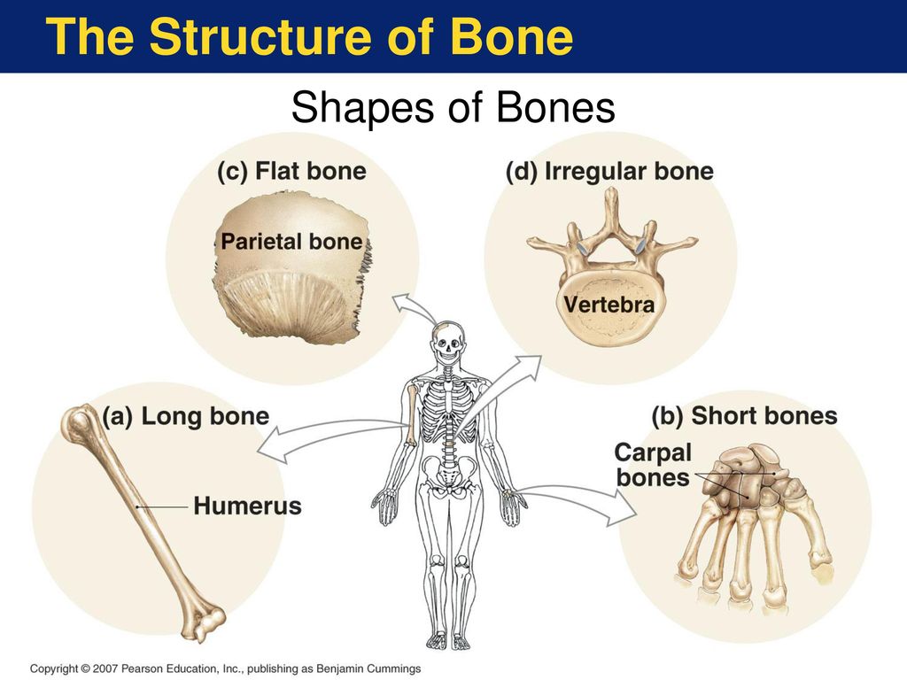 The Skeletal System The skeletal system includes: Bones Cartilages ... Biology Diagrams