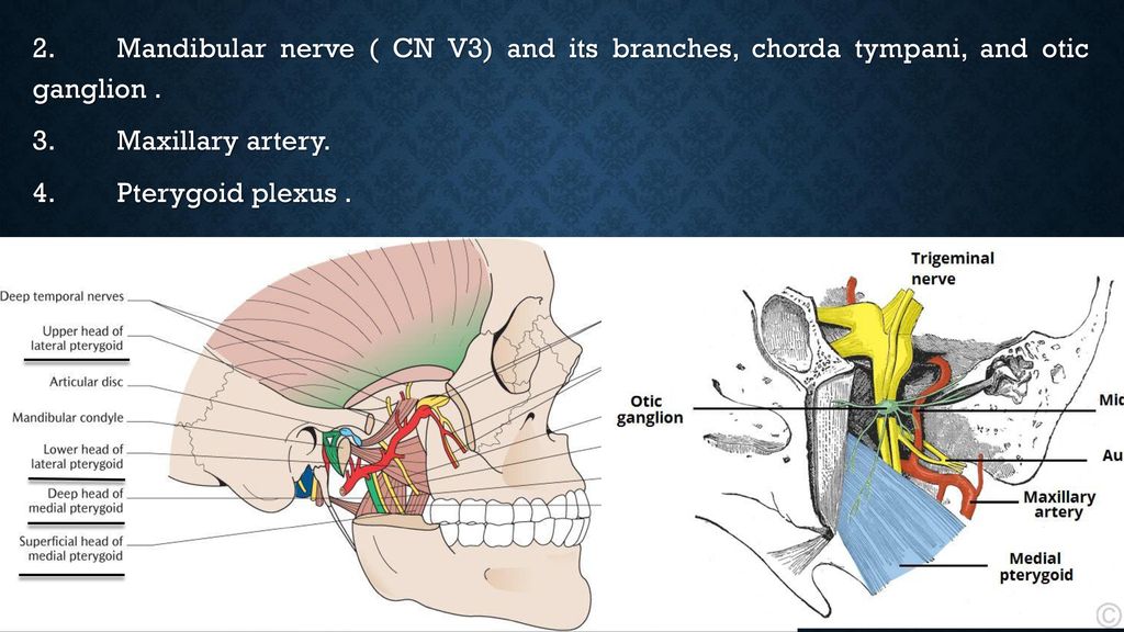 Infratemporal Fossa Branches of Mandibular Nerve (CN V3) Diagram