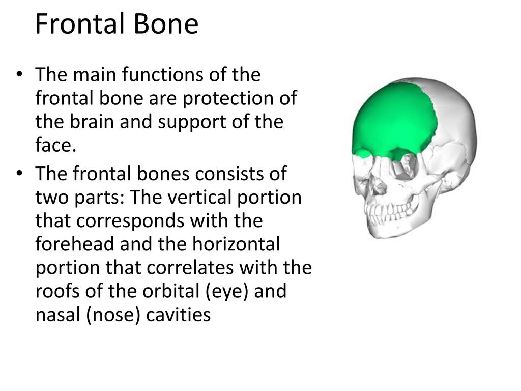 The Skull Facial Cranial Mandible Maxillae 2 Frontal