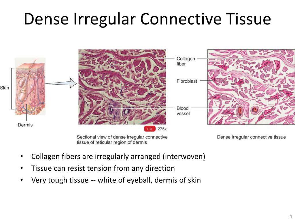 Difference Between Loose And Dense Connective Tissue, 51% OFF