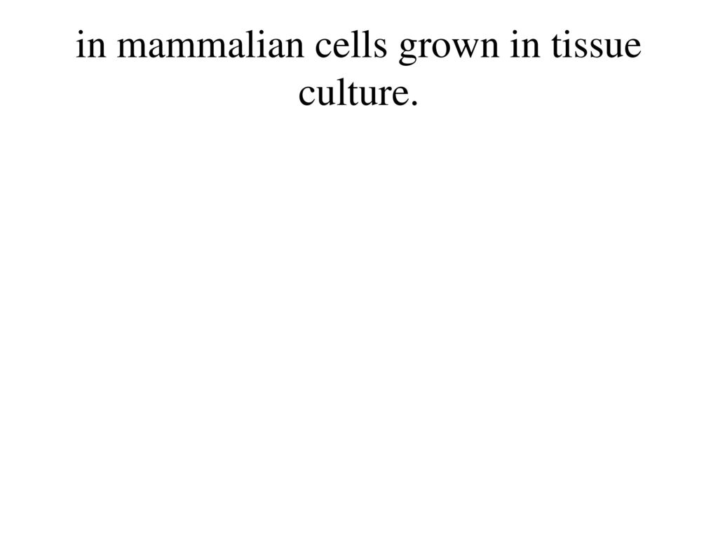 in mammalian cells grown in tissue culture.