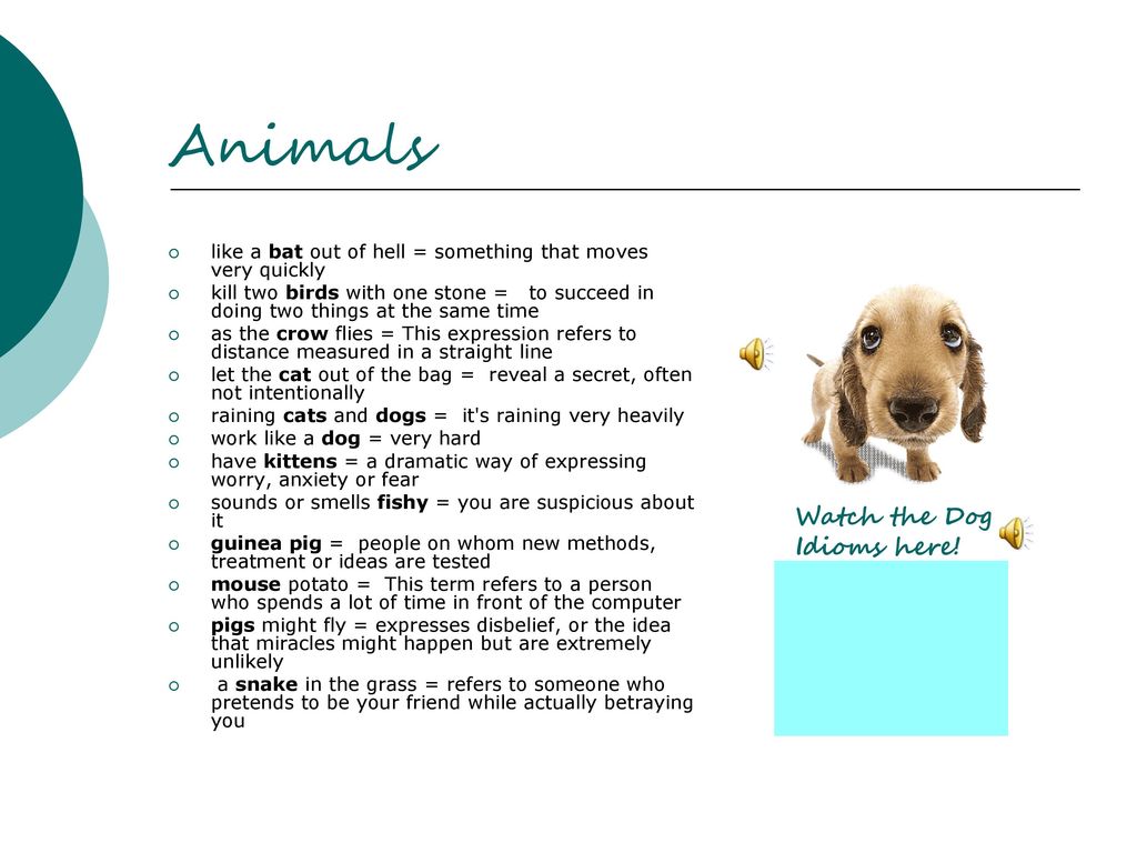 Animals Watch the Dog Idioms here!