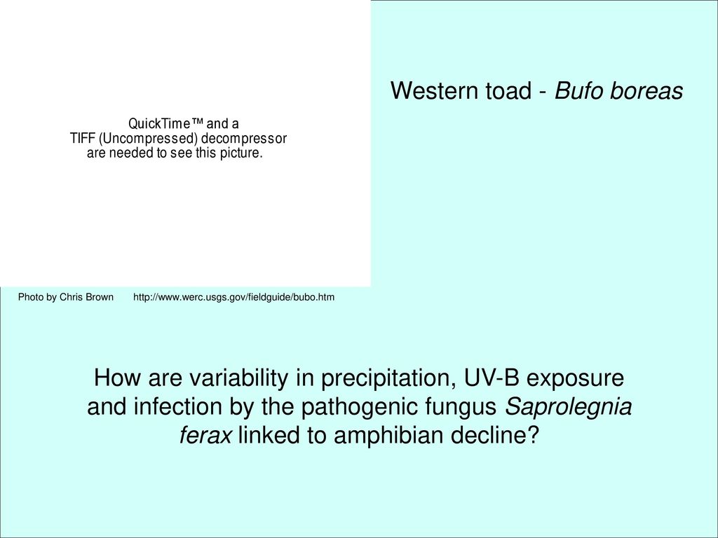 Causes of amphibian decline - ppt download