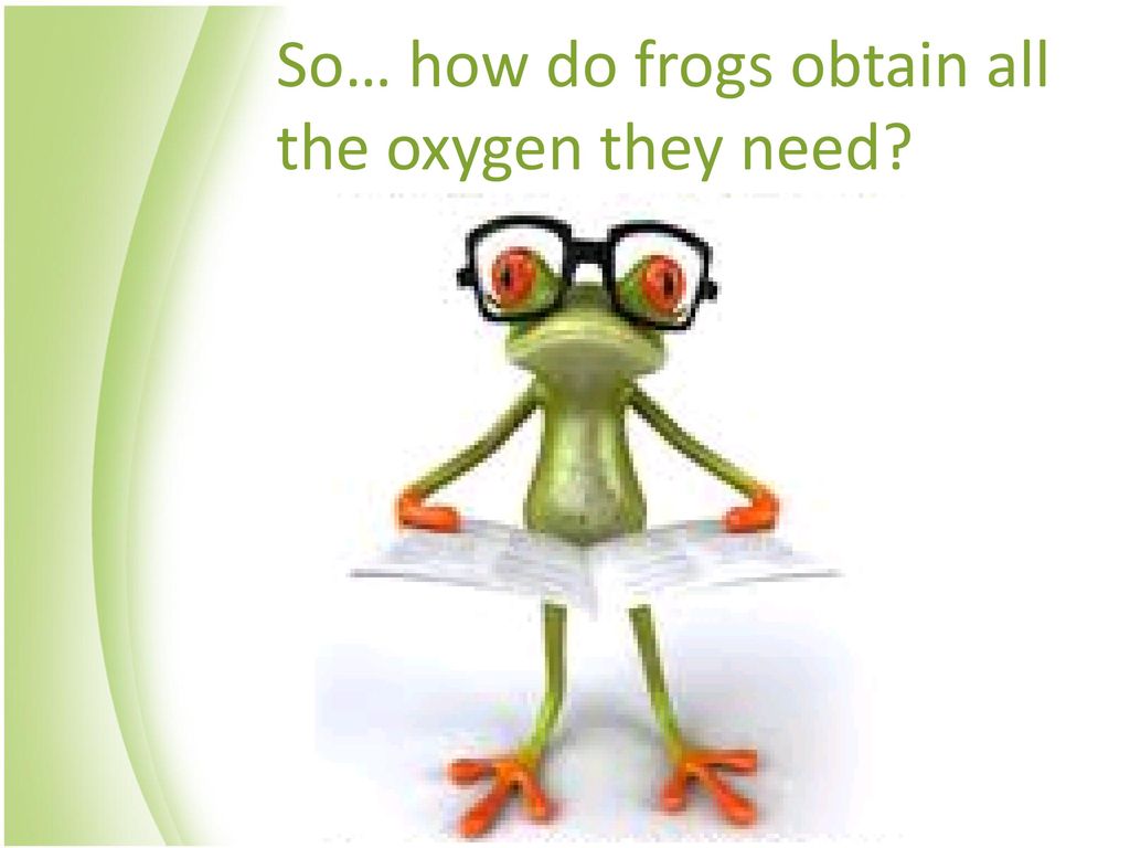 So… how do frogs obtain all the oxygen they need