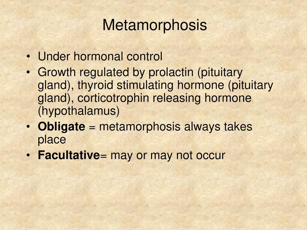 Larval Amphibian Ecology - ppt download