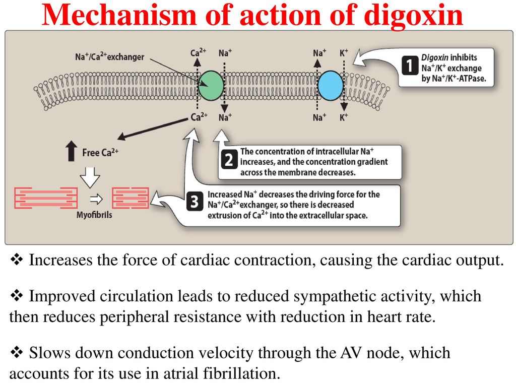 Mechanism of action. Digoxin mechanism of Action. Cardiac glycosides mechanism of Action. CDK mechanism of Action. Torisel mechanism of Action.