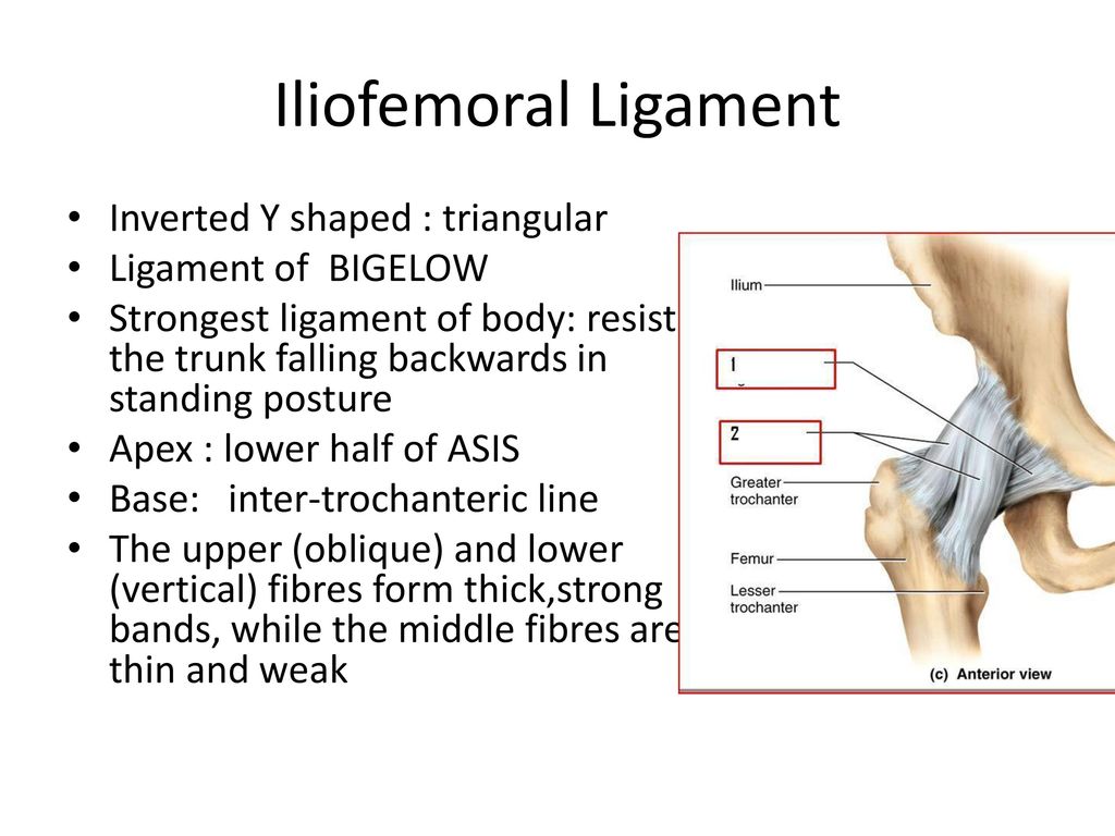 Healthy Street - 🔈 LIGAMENTOUS AND MUSCULAR SUPPORT IN RELAXED STANDING  POSTURE The relaxed person leans on the Iliofemoral ligament ('Y' ligament  of Bigelow'), the Anterior Longitudinal Ligament and the posterior knee