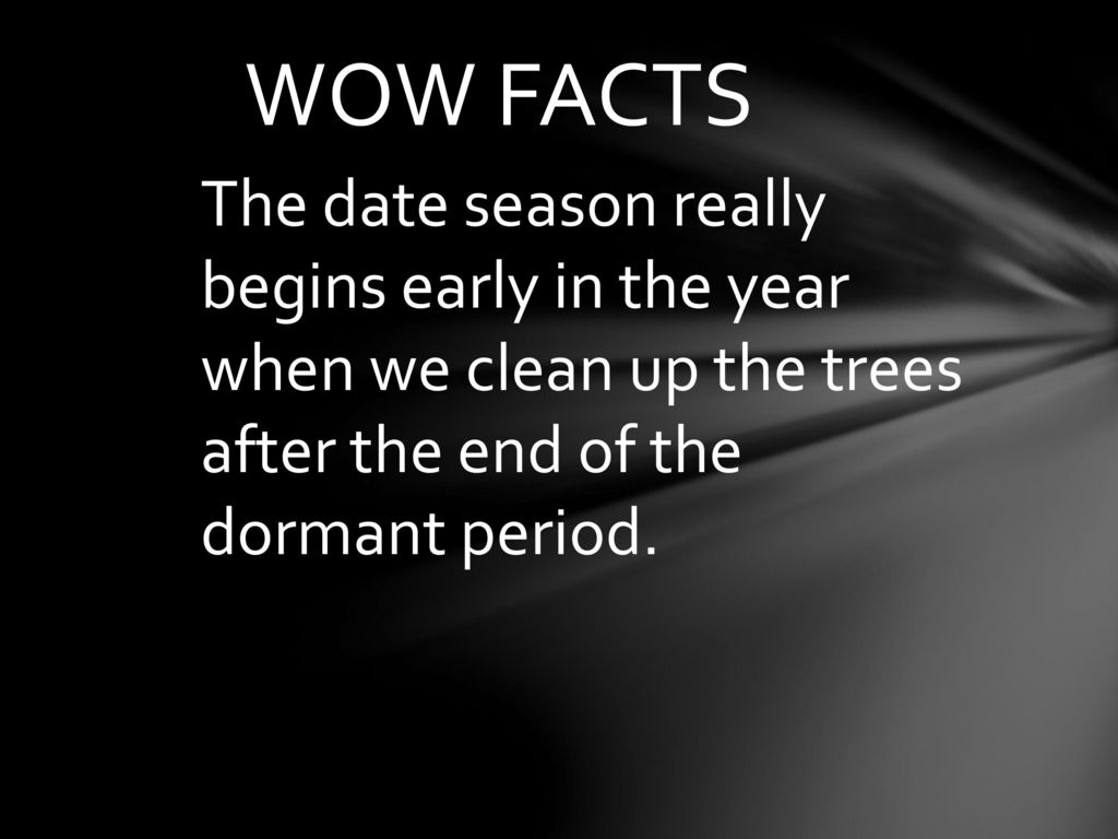 WOW FACTS The date season really begins early in the year when we clean up the trees after the end of the dormant period.
