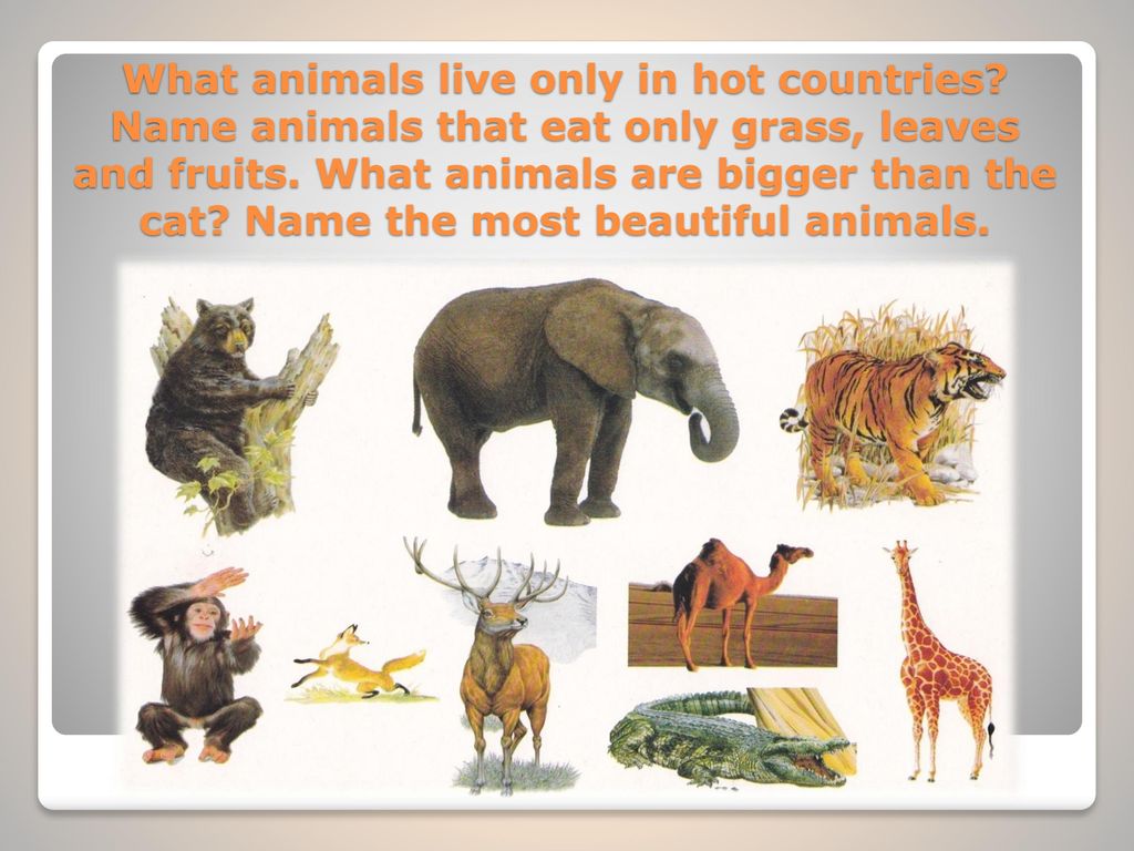 This animal is big. Animals презентация. Which animal is bigger 4 класс. What animals Live in India? Ответ. What animals are bigger?.