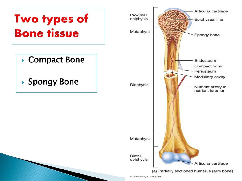 What Are The Two Types Of Bone Tissue