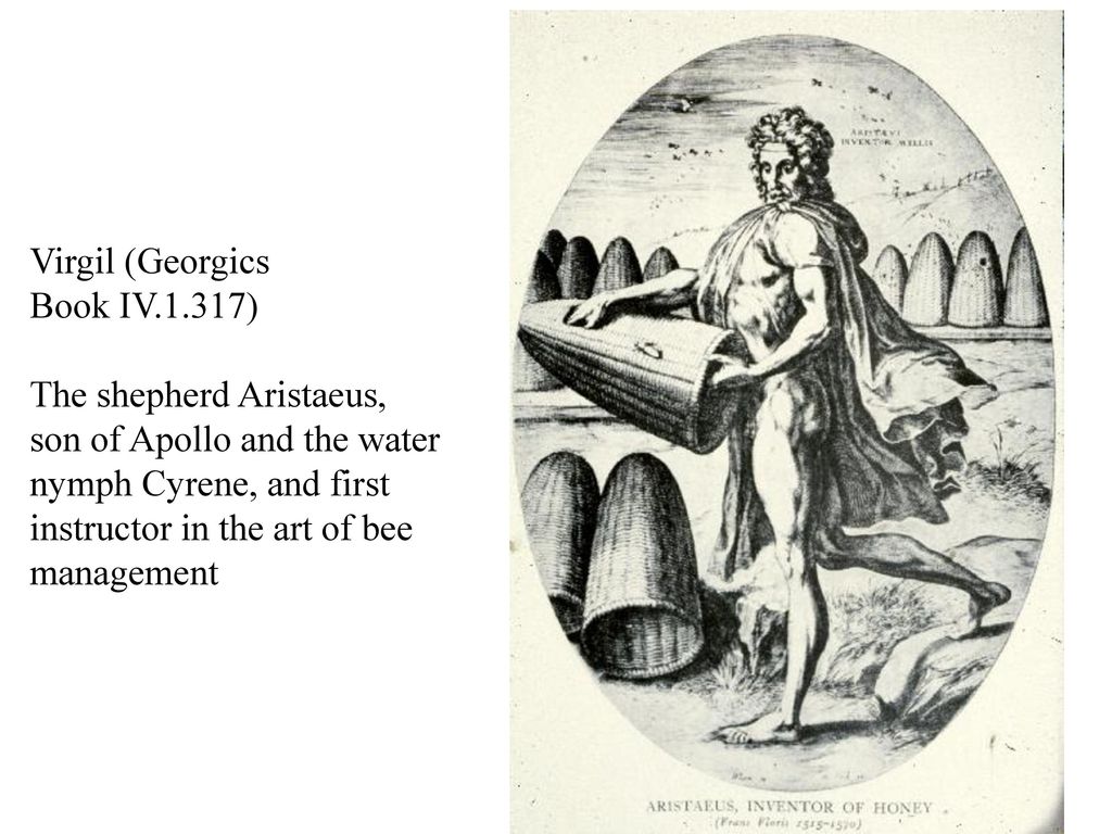 Virgil (Georgics Book IV.1.317) The shepherd Aristaeus, son of Apollo and the water. nymph Cyrene, and first.