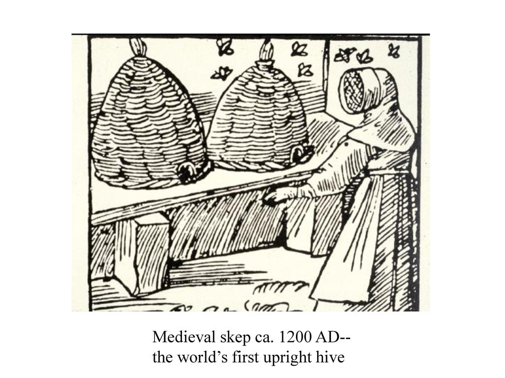 Medieval skep ca AD-- the world’s first upright hive