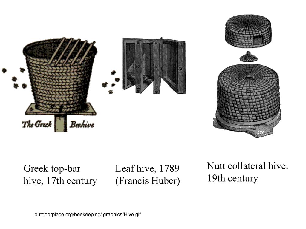Nutt collateral hive. 19th century Greek top-bar hive, 17th century