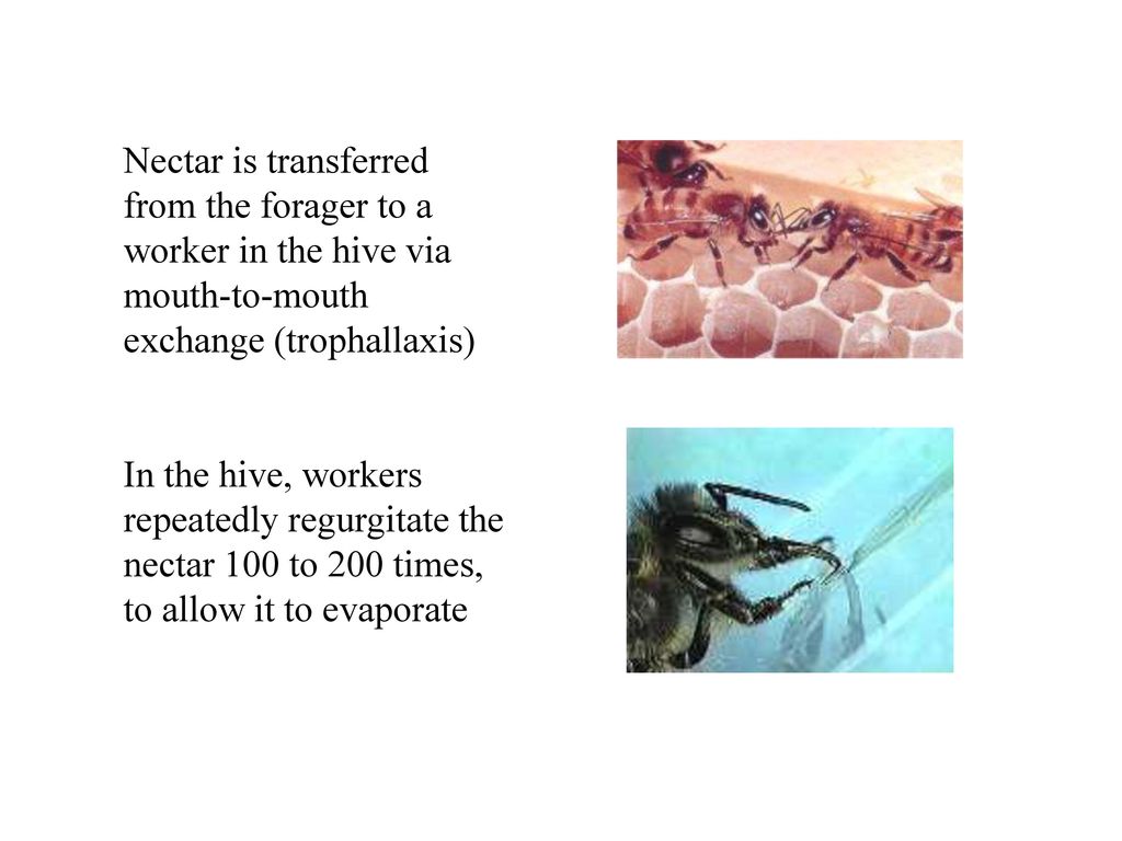 Nectar is transferred from the forager to a. worker in the hive via. mouth-to-mouth. exchange (trophallaxis)