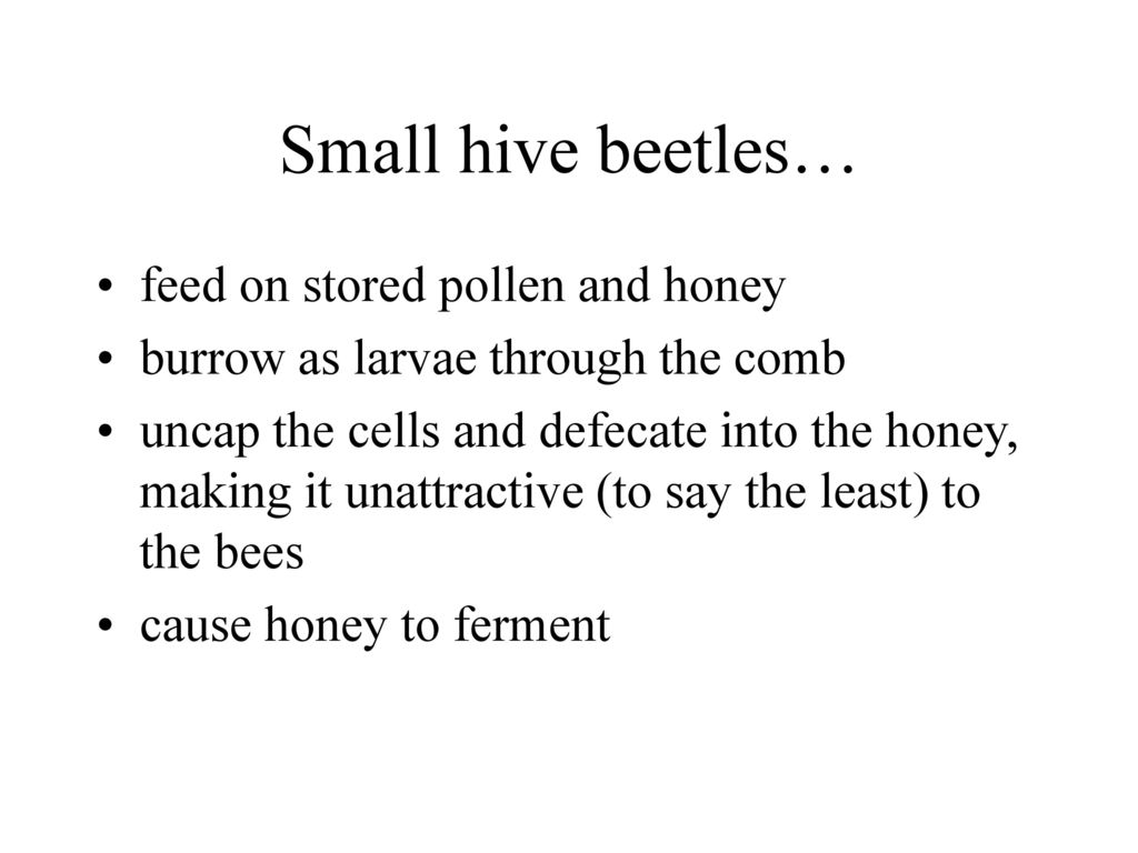 Small hive beetles… feed on stored pollen and honey