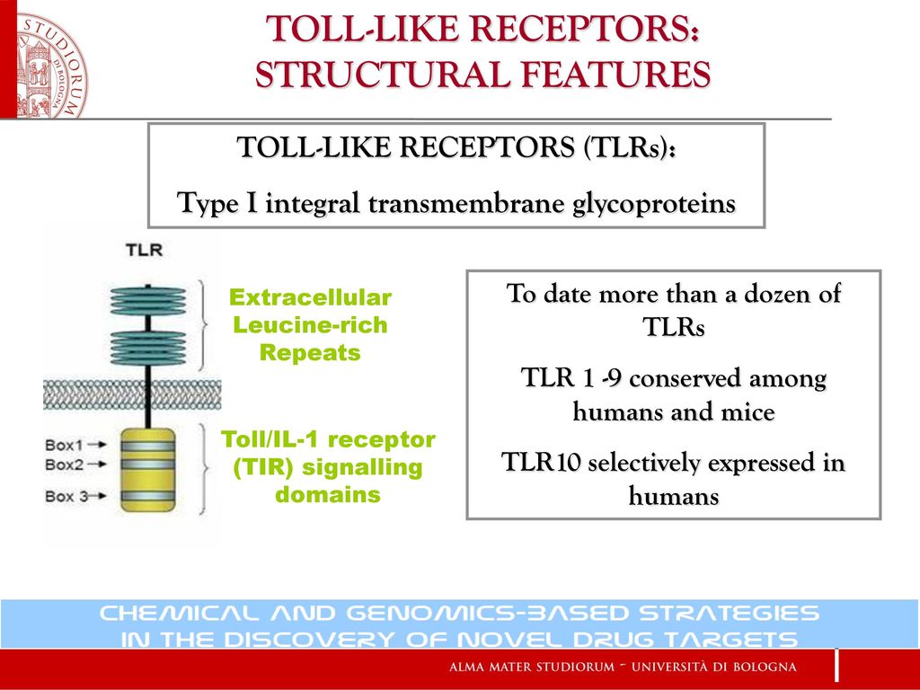 TOLL-LIKE RECEPTORS SIGNALING PATHWAY: - ppt download