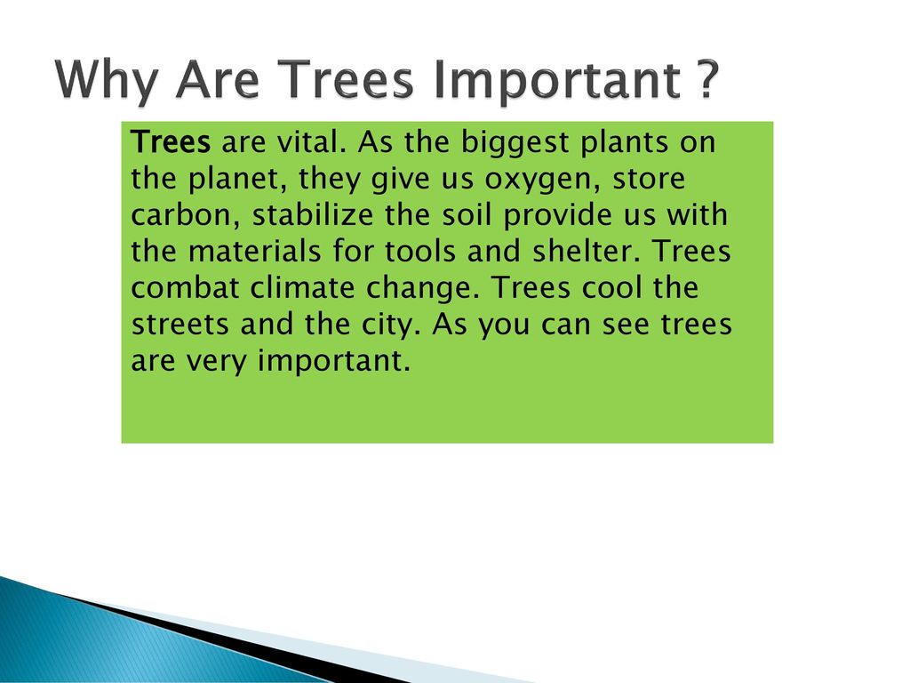 why trees are important