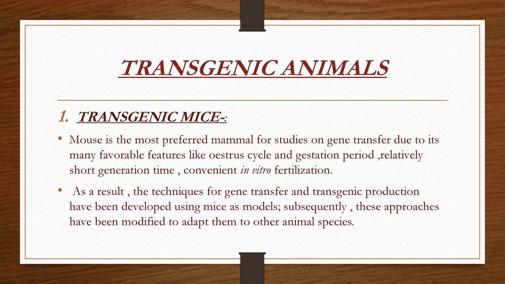 TRANSGENIC ANIMALS. - ppt download