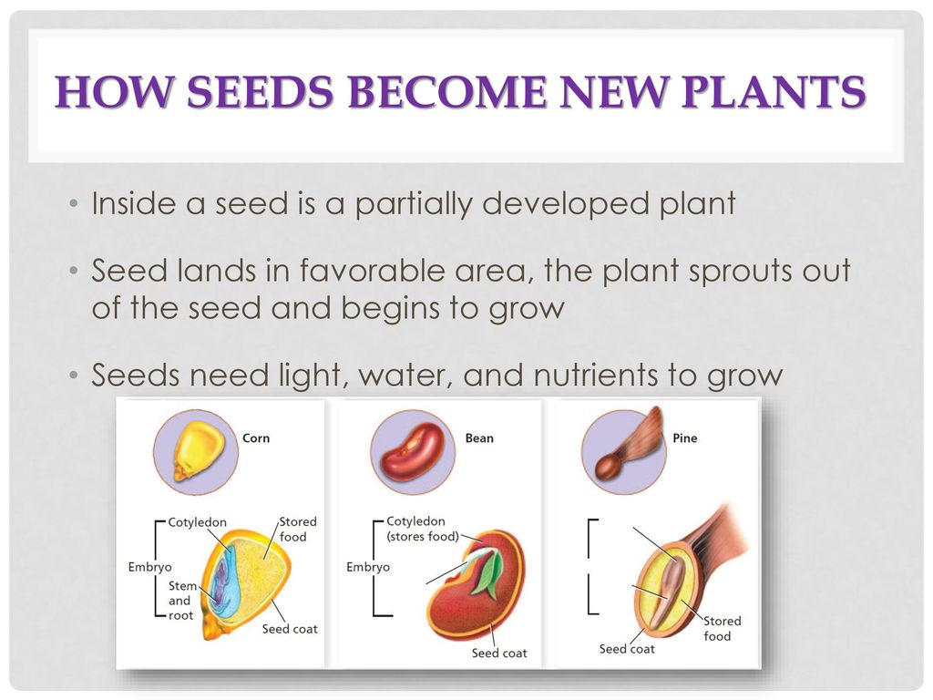 The Characteristics of Seed Plants - ppt download