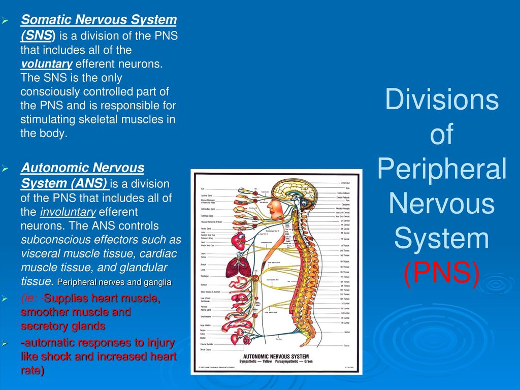 Divisions of Peripheral Nervous System (PNS)