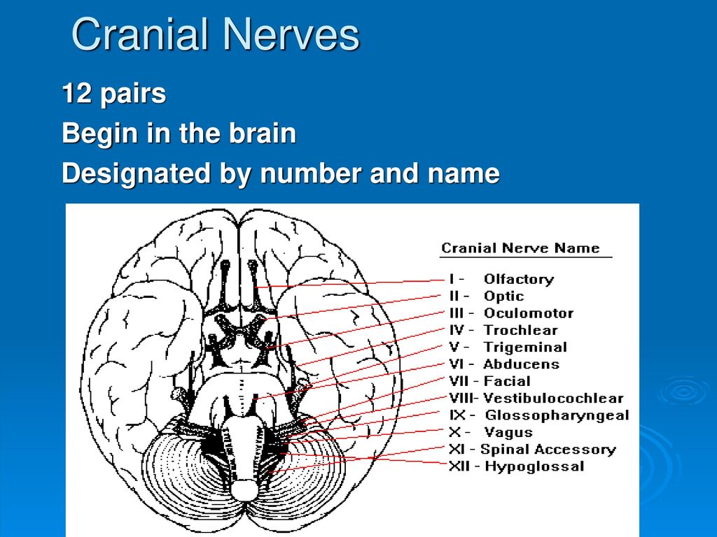 Cranial Nerves 12 pairs Begin in the brain