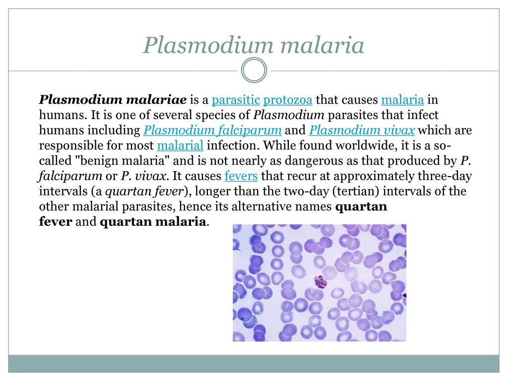 TropicalMed | Free Full-Text | Plasmodium knowlesi (Pk) Malaria: A Review  & Proposal of Therapeutically Rational Exchange (T-REX) of Pk-Resistant  Red Blood Cells