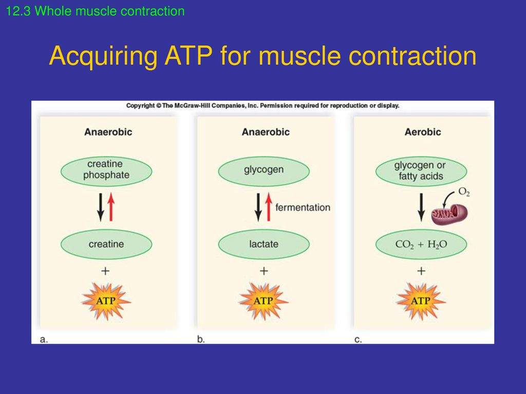 Acquiring ATP for muscle contraction