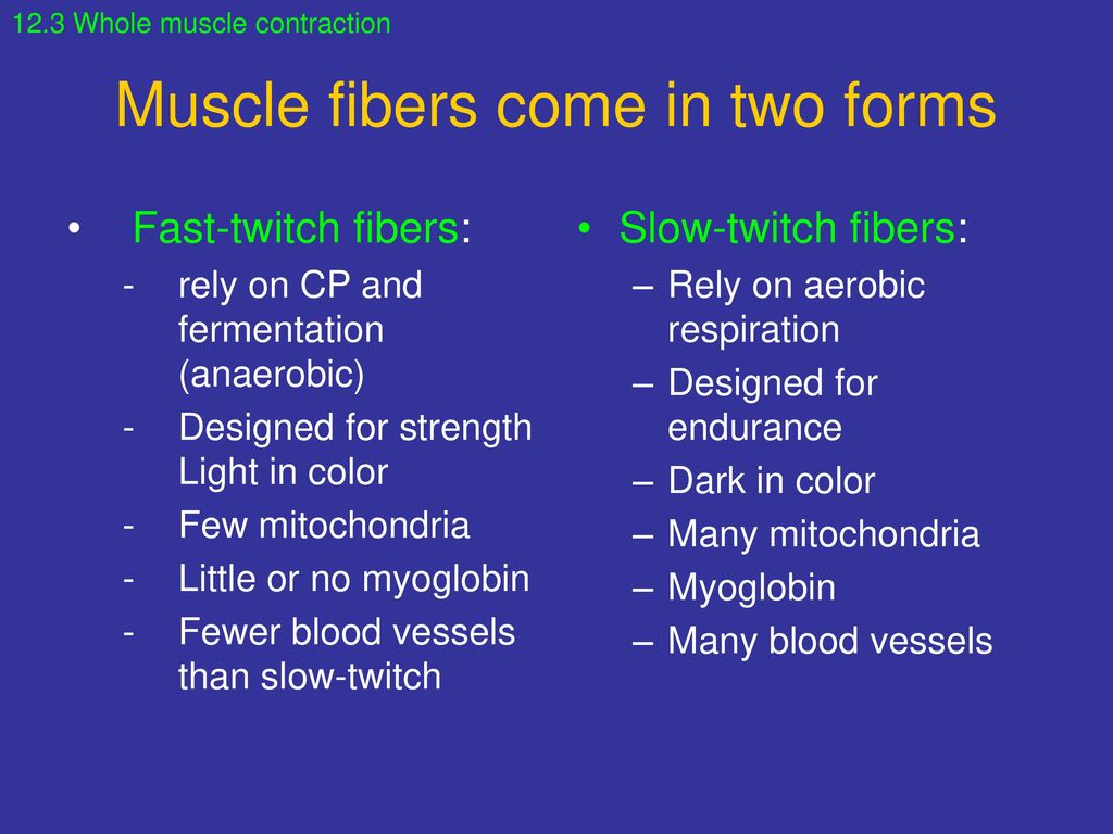 Muscle fibers come in two forms