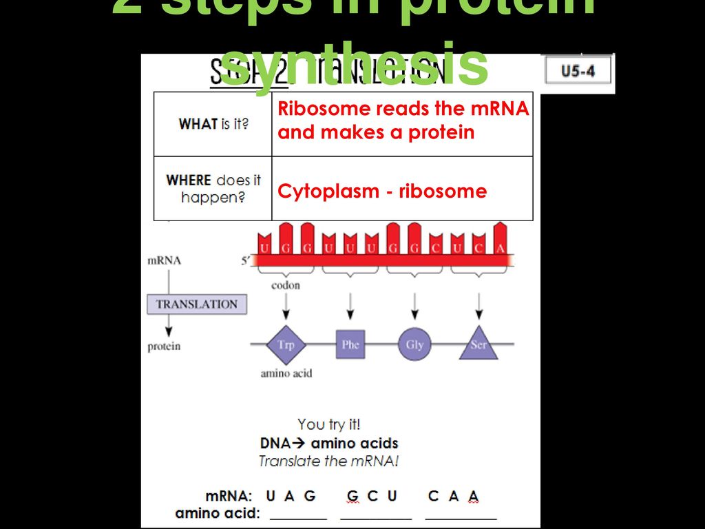 2 steps in protein synthesis