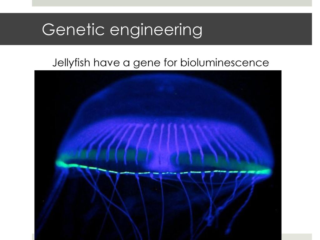 Ток в живых организмах. Cypridina биолюминесценция. Биолюминесценция медузы. Биолюминесценция живых организмов. Хемилюминесценция медузы.