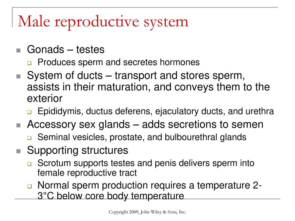 Chapter 28: The Reproductive Systems - ppt download