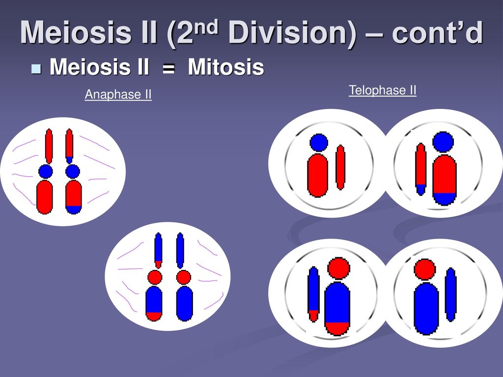 Meiosis Vs Mitosis Chapter Pgs Ppt Download