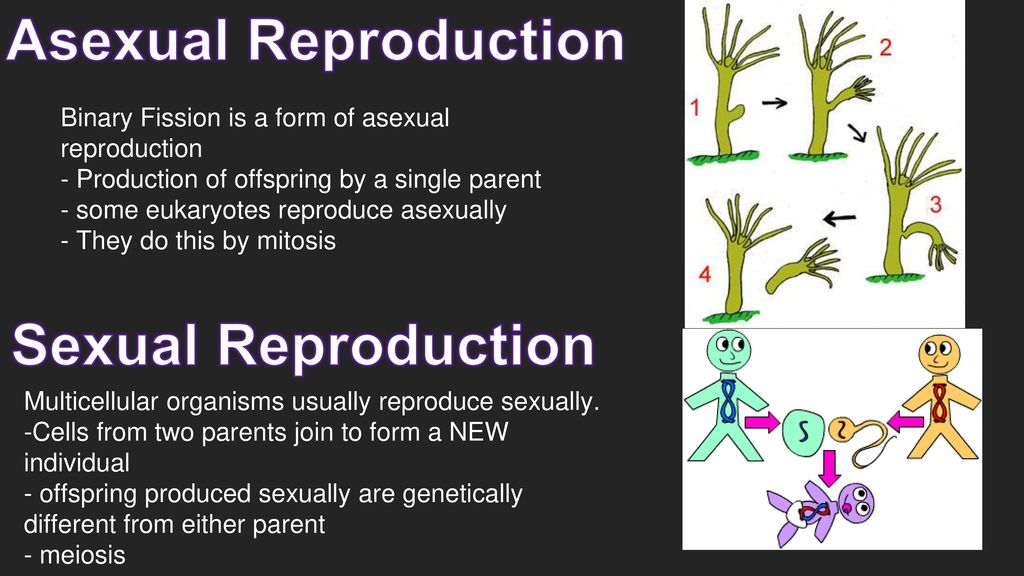 What is the difference of sexual reproduction and asexual reproduction