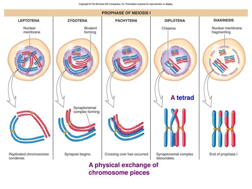 Chromosome transmission during cell division and sexual reproduction ...