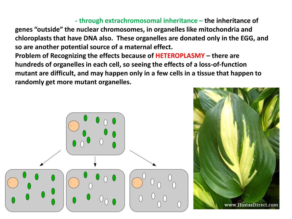 - through extrachromosomal inheritance – the inheritance of genes outside the nuclear chromosomes, in organelles like mitochondria and chloroplasts that have DNA also. These organelles are donated only in the EGG, and so are another potential source of a maternal effect.